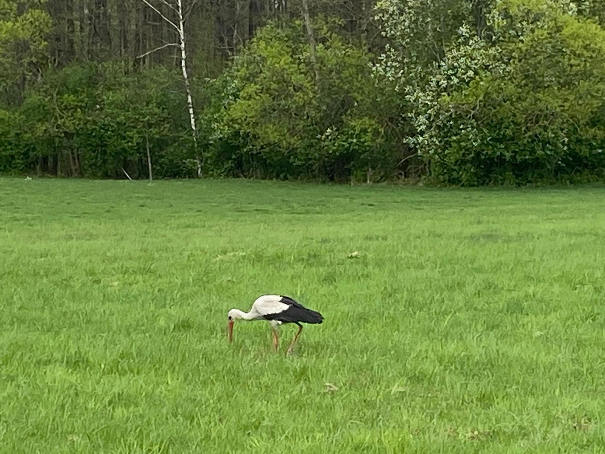 Mazurska Stodola Na Polwyspie Pilchowskim Pilchy Dış mekan fotoğraf