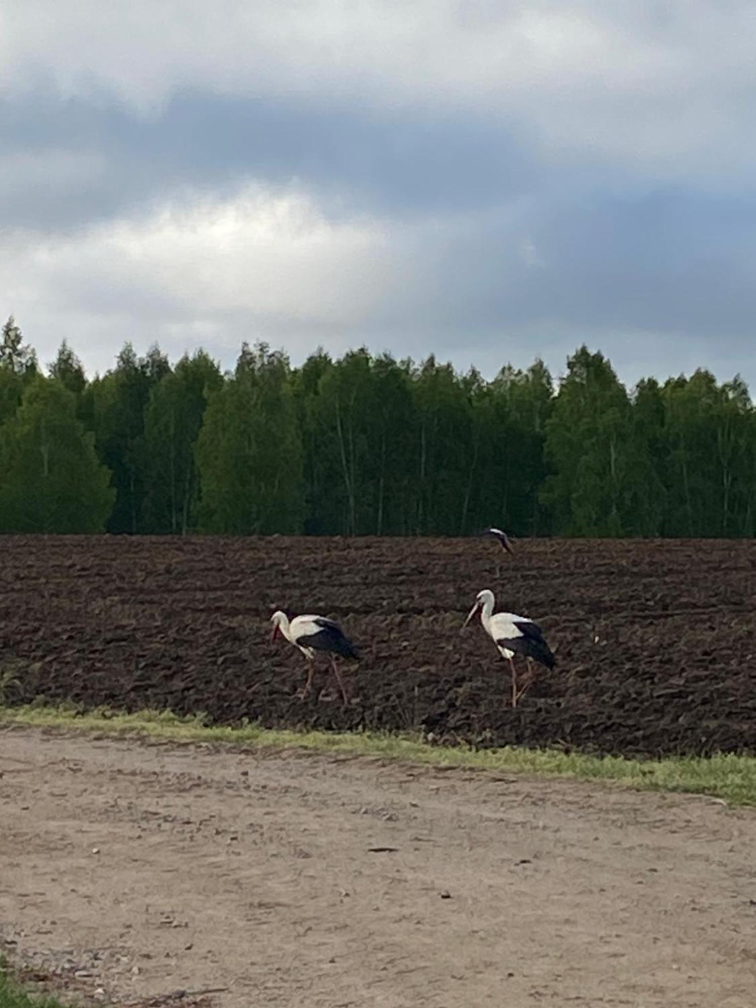 Mazurska Stodola Na Polwyspie Pilchowskim Pilchy Dış mekan fotoğraf